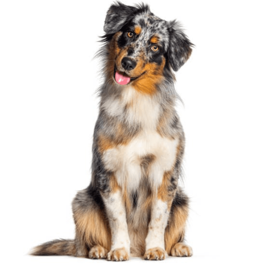 Australian Shepherd