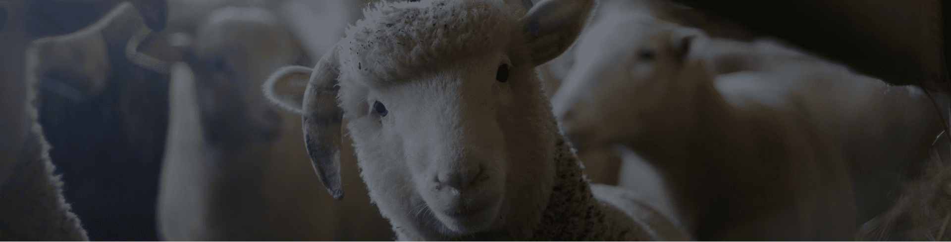 Shepherd background